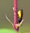 Arge cyanocrocea feedling on Greenfly