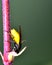 Arge cyanocrocea feedling on Greenfly