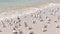 Arge group of sanderlings walking into the wind, on a tropical shoreline