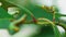 Arge ochropus or Arge pagana on a rose leaf 