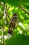 Arge-tailed Nightjar bird on branch