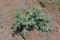 Argemone mexicana, Mexican poppy