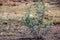 Argemone mexicana, Mexican poppy, Mexican prickly poppy, flowering thistle, bramha thandu