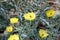 Argemone mexicana, Mexican Prickly Poppy, Roadside weed