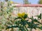 Argemone mexicana plant and it\'s thorny leaves