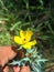 Argemone mexicana

Prickly plant yellow flower with red pistol