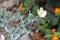 Argemone ochroleuca, Pale Mexican Prickly Poppy, roadside weed