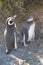 Argentina. Amazing wildlife in Ushuaa. Penguins.