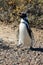 Argentina. Amazing wildlife in Ushuaa. Penguins.
