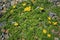 Argentina anserina or Potentilla anserina. It is known by the common names silverweed or silverweed cinquefoil. Natural green