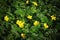 Argentina anserina or Potentilla anserina. It is known by the common names silverweed or silverweed cinquefoil. Natural green