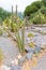 Argentina Cordoba ceistocactus baumannii cactus