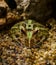Argentina horned frog