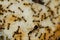 Argentine ants Linepithema humile feeding on food scraps.