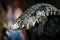 The Argentine black and white tegu Salvator merianae