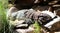 Argentine black and white tegu (Salvator merianae) basking in the sun : (pix Sanjiv Shukla)