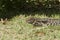 Argentine black and white tegu, Salvatore merianae, sunbathing on the grass