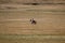 Argentine cowboy (gaucho) walks his horse past camera, in Patagonia