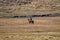 Argentine cowboy (gaucho) walks his horse past camera, in Patagonia