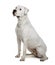 Argentine dogo, sitting in front of white background