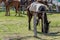 Argentine gaucho horse in corral, tied