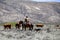 Argentine gaucho on horseback herding cows with his dog