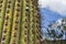 Argentine Giant Cactus, Echinopsis candicans