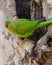 Argentine parrot- Myiopsitta monachus Bird