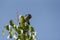 Argentine parrot on a tree and the sky in background