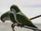 Argentine parrots in love on the beaches of Malaga