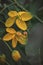 Argentine senna flower of india