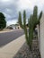 Argentine Toothpick or Stetsonia Coryne Cactus with tree-like appearance