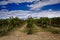 An argentine vineyard in Cafayate