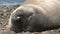 Argentinean fur seal sleeping on the coastline