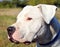 Argentinian Dog / Dogo Argentino