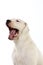 Argentinian Mastiff Dog, Female Yawning against White Background