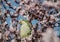 An argentinian parrot on a cherry bossom branch