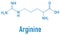 Arginine or L-arginine, Arg, R, amino acid molecule. Skeletal formula.