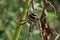 Argiopa spider crawling on the dry grass