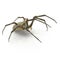 Argiope Aurantia Spider Isolated on White Background 3D Illustration