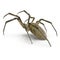 Argiope Aurantia Spider Isolated on White Background 3D Illustration