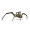 Argiope Aurantia Spider Isolated on White Background 3D Illustration
