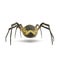 Argiope Aurantia Spider Isolated on White Background 3D Illustration