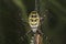 Argiope Bruennichi, dangerous spider on the web, close up