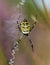 Argiope bruennichi, wasp spider