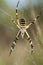Argiope bruennichi Wasp Spider large spider and vivid colors frequent in places near streams