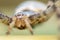 Argiope Lobada spider close up. Macro photo.