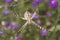 Argiope lobata