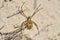 Argiope lobata spider Araneidae