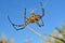 Argiope lobata spider Araneidae